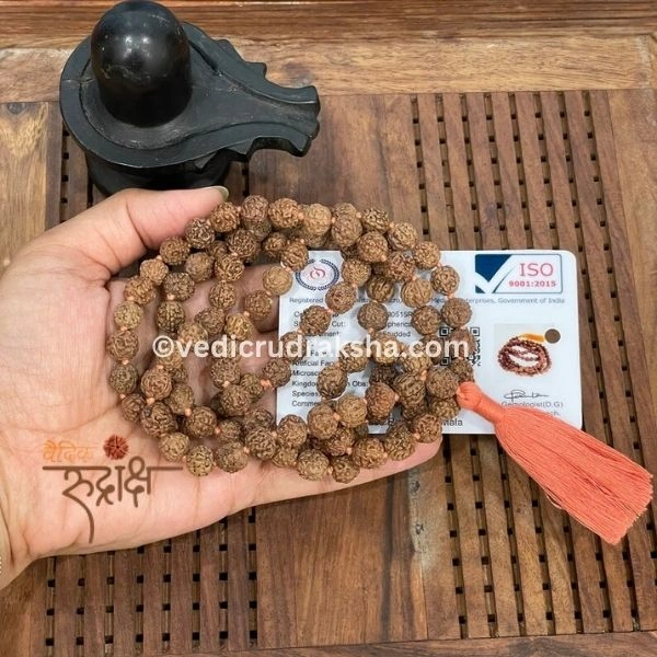 240.webp 8 Mukhi Japa Rudraksha Mala 108+1 with Lab Certificate – Divine & Energized - Image 4