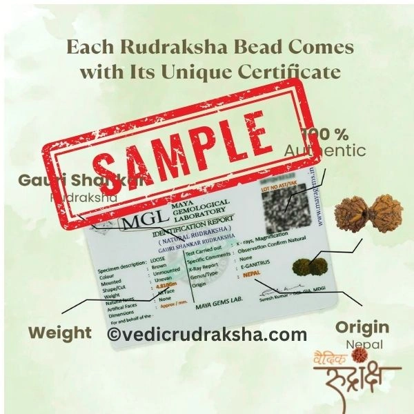 258.webp Premium 7 Mukhi Japa Mala – Nepal Origin Rudraksha (20–22mm) | Certified & Energized for Spiritual Power with 108+1 Beads - Image 5