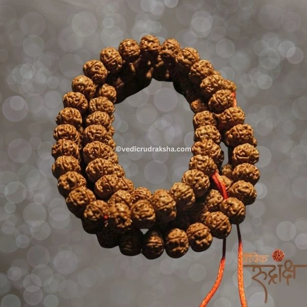 279.webp Premium 7 Mukhi Japa Mala – Nepal Origin Rudraksha (20–22mm) | Certified & Energized for Spiritual Power with 108+1 Beads - Image 2