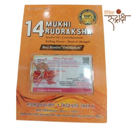 14 Mukhi Original Rudraksha (Indonesia)