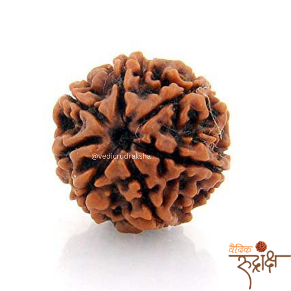 VR-Products.png Premium 7 Mukhi Nepali Rudraksha Bead – Certified & Energized | For Financial Growth