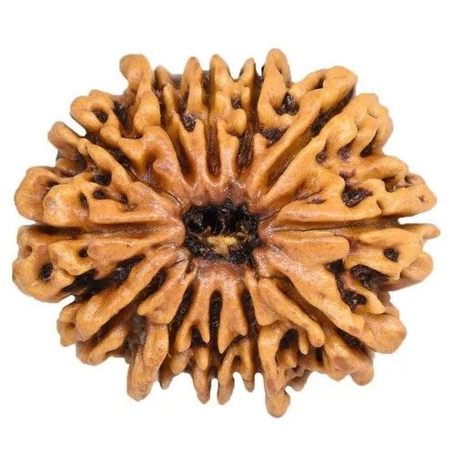 WhatsApp-Image-2025-04-06-at-8.13.38-PM.jpeg 13 Mukhi Rudraksha with Lab Certification | Original Thirteen Faced Bead - Image 5