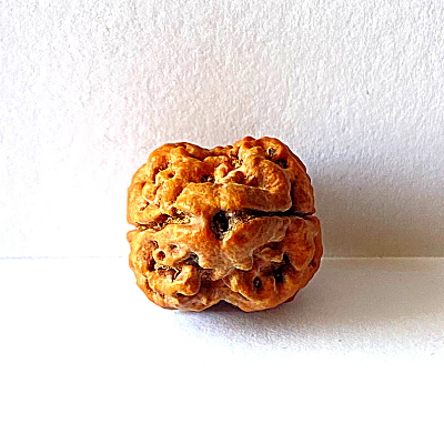 m-2021-11-23T140232.063_23f92e77-4268-4a14-b2f0-a3463b68830c_1080x.png 2 Mukhi Rudraksha with Lab Certification | Original Nepali Bead - Image 2