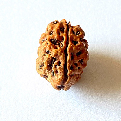 2 Mukhi Rudraksha with Lab Certification | Original Nepali Bead