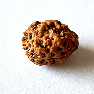 m-2021-11-23T140316.688_6706ab26-ba31-4295-b8bf-929d95f461d6_1080x.png 2 Mukhi Rudraksha with Lab Certification | Original Nepali Bead - Image 3